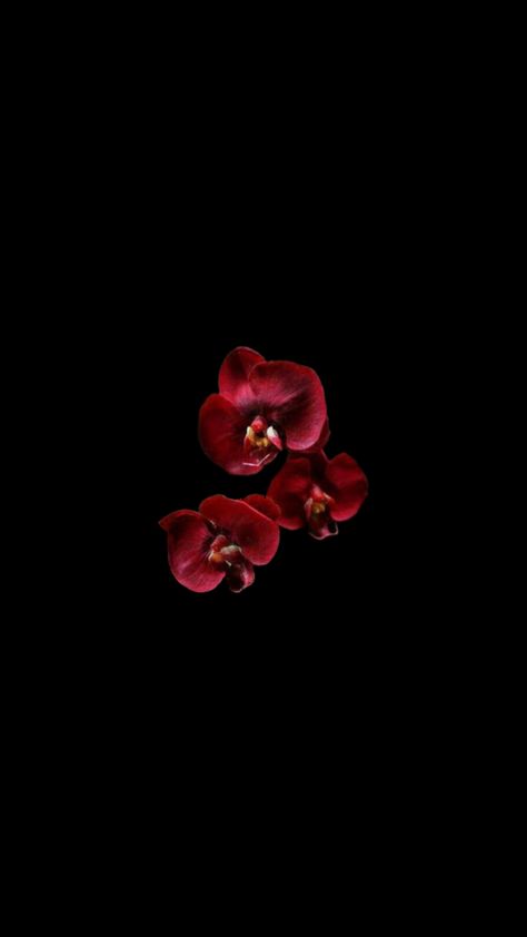 Black And Dark Red Wallpaper, Flowers With Dark Background, Red Flower Black Background, Single Flower Wallpaper, Flower Wallpaper Trend, Red Flower Background, Flowers With Black Background, Flower Screensaver, Flower Lockscreen