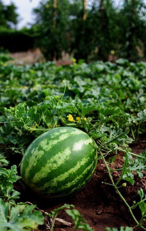 Do you love this refreshing fruit? Do you know you can plant watermelon in your garden? Learn more here: https://gardenerspath.com/how-to/beginners/grow-watermelons/ Watermelon Farming, Como Plantar Pitaya, Low Maintenance Garden Design, How To Grow Watermelon, Watermelon Plant, Growing Tomatoes In Containers, Starting Seeds Indoors, Meteor Garden 2018, Magic Garden