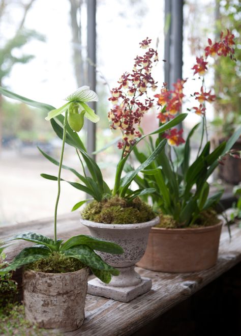 Orchid Pots Ideas, Orchid In A Pot, Pretty Orchids, Potted Orchid, Indoor Orchids, Orchid Pots, Orchid House, Ferns Garden, Orchid Planters