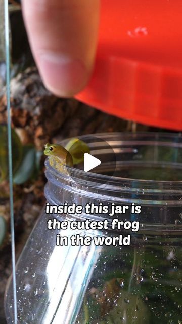 Ben Newell on Instagram: "Cloud 1, 2 & 3 got a viv upgrade!

Just to be clear, I place them in the jar to make transporting them into their new home easier. While they slept I placed the leaves they were sleeping on into the jar, then I opened the jar in their new home. 

It's best to not touch these frogs if you can help it.

Thank you to Brynn (@lofi_frogger) for all of your help.

#glassfrog #frog #froggy #vivarium" Diy Frog Enclosure, Bioactive Vivarium Frog, Pet Frog Habitat Terrariums, Frog Vivarium Ideas, Frog Tank Ideas, Dart Frog Terrarium, Tree Frog Terrarium, Frog Vivarium, Dart Frog Vivarium