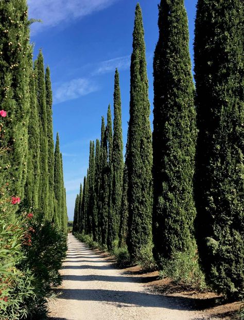 Italian Cypress Trees Landscaping, Cyprus Trees Landscaping, Italian Cypress Landscaping, Mediterranean Trees, Cyprus Tree, Laurel Shrub, Cypress Plant, Cyprus Trees, Italian Cypress Trees