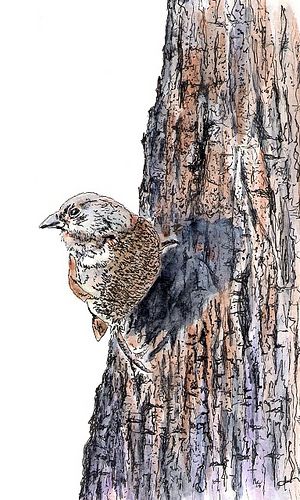 BIRD ON BARK II Bark Of Tree, Ink Reference, Christian Watercolor, Watercolour Birds, Bird Images, Watercolor Birds, Reference Art, Watercolor Tree, I Like Him