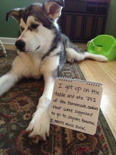 Steak Dog Shaming Pictures, Dog Shaming Funny, Cat Shaming, Animal Shaming, Dog Shaming, Funny Dog Memes, Getting A Puppy, Dog Rules, Funny Dog Pictures