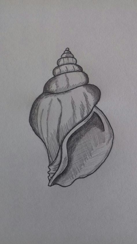 Seashell Pencil Drawing, Ocean Sketches Simple, Conch Shell Drawing Simple, Sea Shells Sketch, Seashell Art Drawing, Drawings Of Sea Animals, Ocean Things To Draw, How To Draw A Shell, Sea Life Sketches