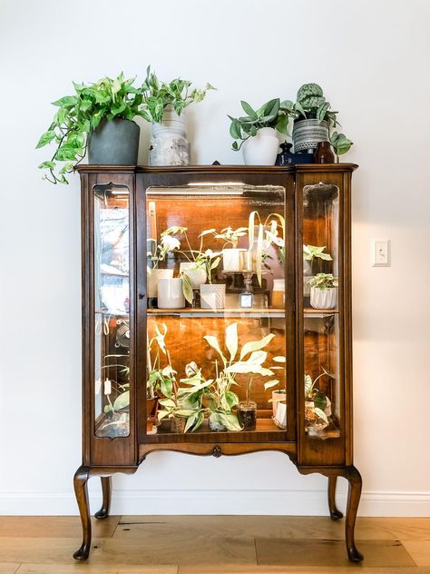 Plant Cabinet Display, Plant Cabinet, Plant Decoration Ideas, Flex Seal, Indoor Greenhouse, Bar Vintage, Hus Inspiration, House Plants Decor, Room With Plants