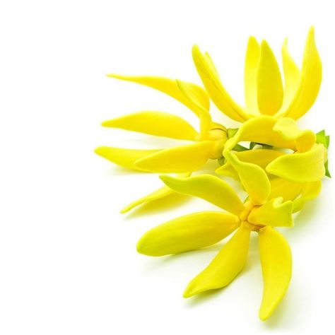 how to use ylang ylang essential oil    #ylangylang #essential #oil #beauty #skin #hair #health Essential Oils Properties, Essential Oil Beauty, Ylang Ylang Flower, Everyday Skincare, Ylang Ylang Essential Oil, Fragrance Ingredients, Beauty And Health, Best Essential Oils, Fragrant Flowers