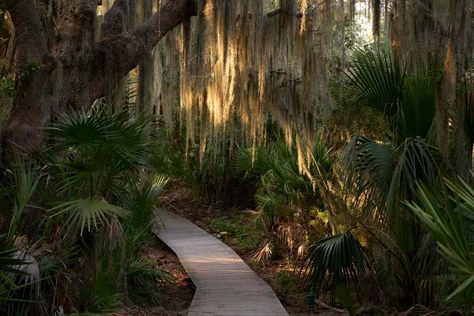 For generations, the unspoiled islands along the coast of Georgia have been a treasured getaway. Today, they are setting the bar for cultural and natural preservation. Sea Island Georgia, Cumberland Island, Oak Forest, Land And Sea, The Cloisters, Sea Island, Island Resort, Travel And Leisure, The Coast