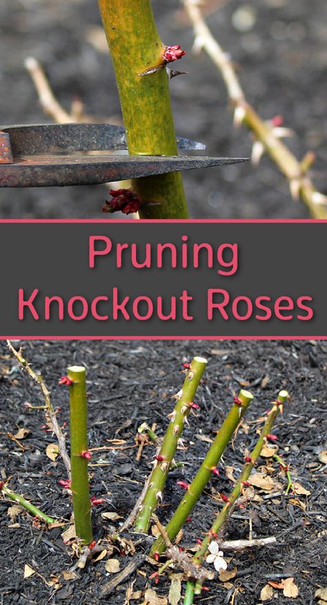 Knockout roses being pruned with pruners Red Knockout Roses In Landscaping, How To Prune Knockout Roses, Pruning Knockout Roses In Spring, When To Prune Knockout Roses, Prune Roses For Winter, Knock Out Roses Care, How To Care For Roses, How To Prune Roses, Pruning Roses Spring