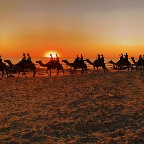 Camel rides in Broome Western Australia are one of the most popular things to do in Cable Beach. There are three companies to choose from which I will provide details for and explain why we chose the one we did. Camel Information There are two types of camels; Arabian Camel (Dromedary) and Bactrian Camel. The […] The post 3 Camel Rides in Broome Western Australia – Our Memorable Experience appeared first on Perthtravelers. Broome Western Australia, Western Australia Travel, Bactrian Camel, Popular Things, Arabian Nights, Nature Aesthetic, Animal Tattoos, Australia Travel, Funny Art