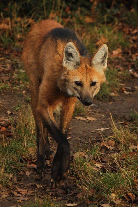 Maned Wolves, Regard Animal, Maned Wolf, Tattoo Nature, Wolf Photography, Stuttgart Germany, Animal Study, Interesting Animals, Majestic Animals