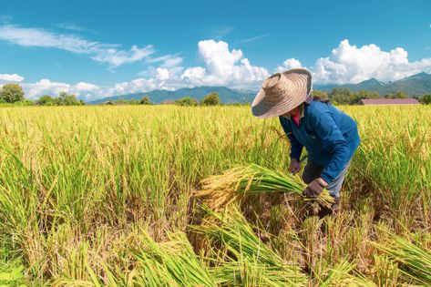 Farmers are harvesting rice in the hot s... | Premium Photo #Freepik #photo #food Rice Harvesting Photography, Farmer Harvesting Photography, Filipino Farmers Photography, Rice Farm Photography, Rice Field Photography, Harvest Photography, Farming Landscape, Agriculture Pictures, Harvest Pictures