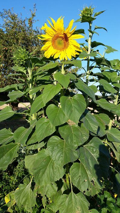 Harvesting Sunflower Seeds, Sunflower Leaf, Sunflowers Garden, Perennial Sunflower, Mammoth Sunflower, Types Of Sunflowers, Sunflower Plant, Flowers Last Longer, Sunflower Leaves