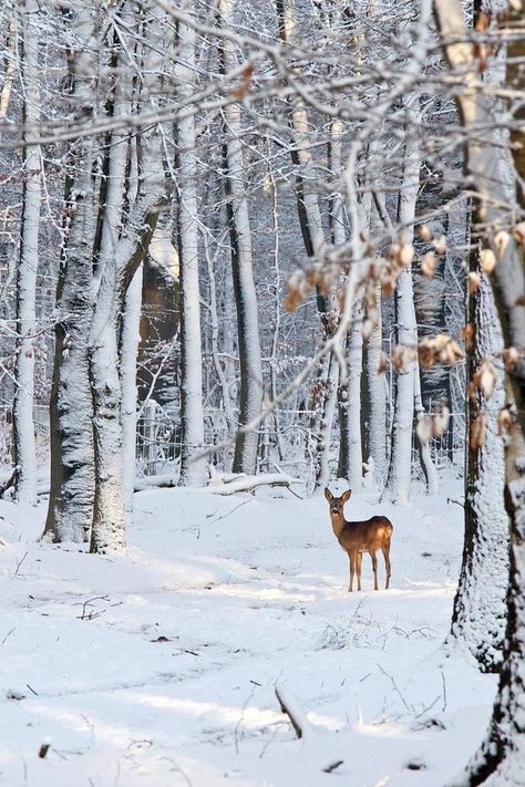 Deer Background, Winters Tafereel, Deer Photography, Snowy Woods, Winter Szenen, Forest Background, Forest Photos, Snowy Forest, Winter Wood