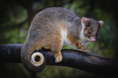 Ringtail possum Dot And The Kangaroo, Ringtail Possum, Animals Australia, Aussie Animals, Australian Fauna, Amazing Animal Pictures, Australia Animals, Unusual Animals, Botanical Illustrations