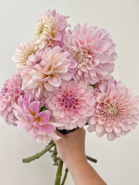 Pink Dahlia Centerpiece, Light Pink Dahlia Bouquet, Light Pink Dahlia, Pink Dahlia Wedding Bouquets, Pink Spring Wedding Flowers, Pink Dahlia Bouquet, Light Pink Wedding Flowers, Dahlia Aesthetic, Dahlia Flower Bouquet