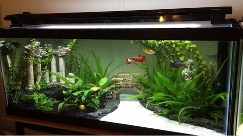 Beginners are usually recommended to get started with a 20 gallon fish tank or aquarium kit because this medium sized tank is easier for maintenance than smaller ones. With this tank size, the water… Medium Size Fish Tank, 80 Gallon Fish Tank, 30 Gallon Tank Ideas, 20gallon Fish Tank Ideas, 20 Gallon Planted Aquarium, Fun Fish Tank Ideas, 75 Gallon Freshwater Aquarium Ideas, 20 Gallon Tank Ideas, Fish Tank Scapes