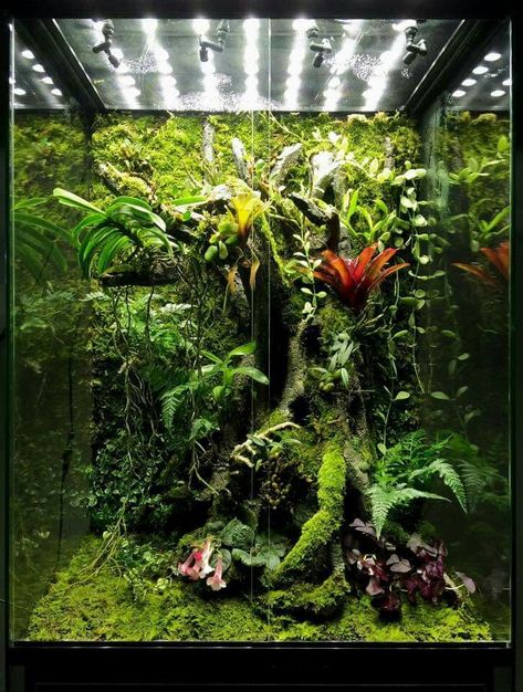 Completed arboreal bioactive terrarium with plants Dart Frog Terrarium, Gecko Vivarium, Vivarium Ideas, Bioactive Vivarium, Tropical Terrariums, Snake Terrarium, Frog Terrarium, Gecko Terrarium, Plante Carnivore