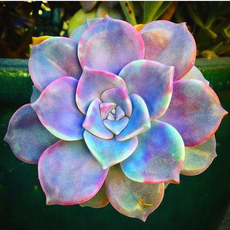 Ashley Jordan, Flower Reference, Mini Gardens, Colorful Succulents, Succulent Gardening, Unusual Plants, Cactus Y Suculentas, Pretty Plants, Cactus And Succulents