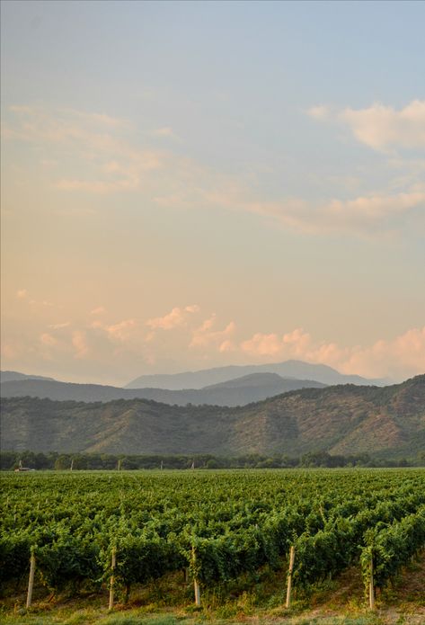 Wine Vineyard Aesthetic, Wine Country Aesthetic, Vineyard Pictures, France Vineyard, Vineyard Aesthetic, Vineyard Landscape, Vineyard Photography, Wine Chateau, Vineyard House