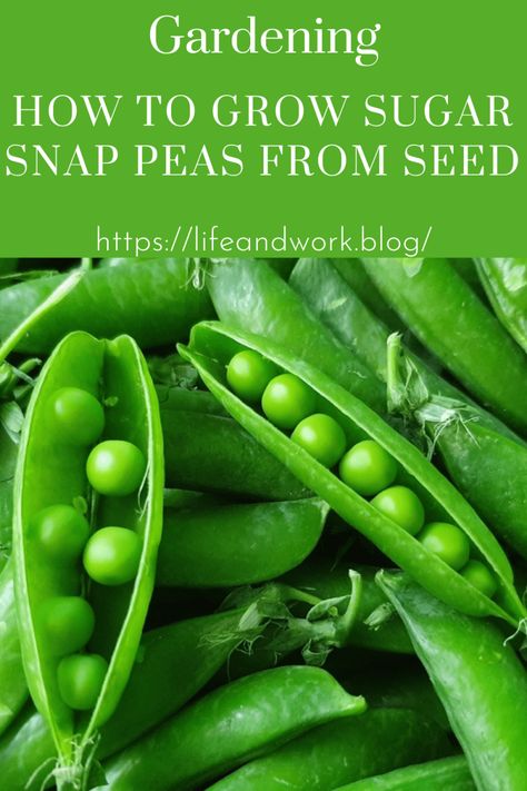 How to Grow Sugar Snap Peas From Seed How To Grow Snap Peas, Grow Snap Peas, Sugar Snap Pea, Chicken Wire Fence, Seed Garden, Growing Broccoli, Snap Pea, Pea Plant, Fall Crop