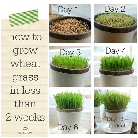 how to grow wheat grass in less than 2 weeks How To Grow Wheat, Grow Wheat, Growing Wheat, Growing Wheat Grass, نباتات منزلية, Cat Grass, Astuces Diy, Cat Garden, Wheat Grass