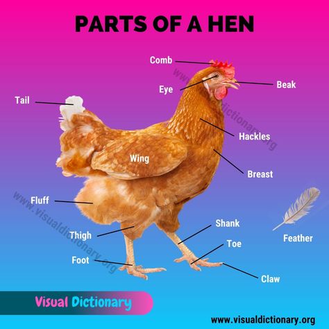 Chicken Anatomy: 16 External Parts of A Chicken (Rooster & Hen) You Should Know - Visual Dictionary Chicken Anatomy, Bus Crafts, Basic Anatomy And Physiology, Visual Dictionary, Diagram Design, Science Fiction Tv, Horror Music, Anatomy And Physiology, Western Movies