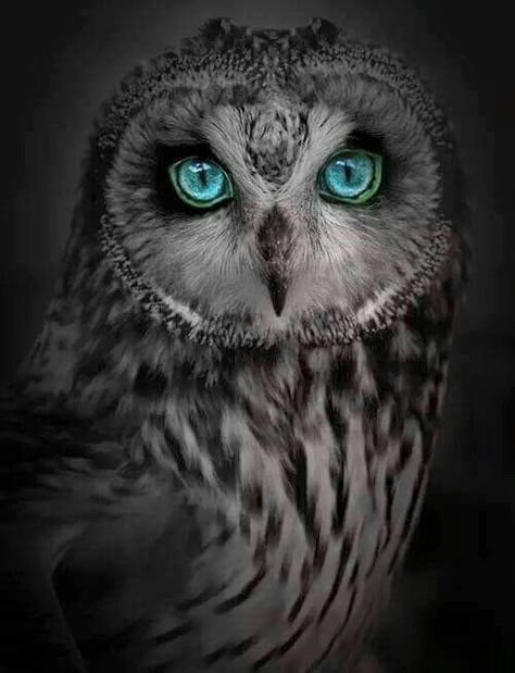 Owl with Blue Green eyes Regard Animal, Regnul Animal, Owl Pictures, Animale Rare, Beautiful Owl, Haiwan Peliharaan, Cheshire Cat, Pretty Birds, Cute Owl