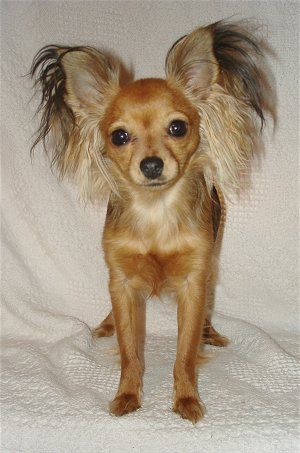 Sassafras Moccasins, a Russian Toy Longhair Terrier, all grown up at 1½ years old. Russian Toy Terrier Long Hair, Russian Dog Breeds, Russkiy Toy, Russian Toy Terrier, Toy Terrier, Mini Pinscher, Min Pins, Toy Dog Breeds, Puppy Grooming