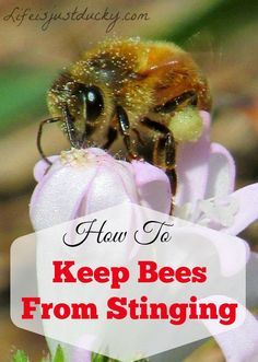 How To Keep Bees From Stinging You. The first step in preventing bee stings is understanding WHY bees sting. Includes information on protective gear. How To Keep Bees, Bee Hive Plans, Backyard Bee, Beekeeping For Beginners, Raising Bees, Backyard Beekeeping, I Love Bees, Bee Boxes, Bee Keeper