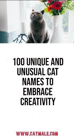 100 Unique and Unusual Cat Names to Embrace Creativity Cat Name Ideas Unique, Names For Cats Unique, Male Cat Names Unique List, Weird Cat Names, Boy Cat Names Unique, Female Cat Names Unique, Male Cat Names Unique, Names For Male Cats, Cat Names Unique