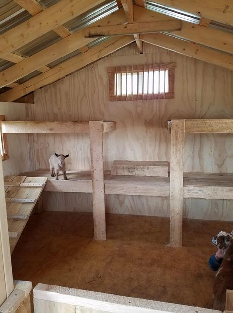 Goat Beds Raised, Goat Homes Ideas, Goat Stable, Goat House Interior, Goat Stall Ideas, Mini Goat Barn, Inside Goat House, Goat Housing, Goat Bed Ideas