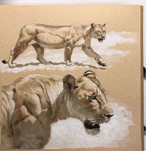 Lioness Art, Art Hobby, Panther Art, Gcse Art Sketchbook, A Level Art Sketchbook, Lion Drawing, Lion Painting, Art Basics, Big Cats Art