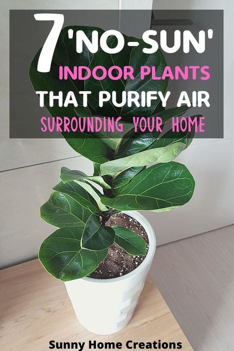 Best house plants to clean the air in your home. These indoor air purifying and air filtering plants will help keep clean air in your home, in your bedroom or for air purification in any room in your house or apartment. Air Cleaning House Plants, Air Filtering Plants, Inside House Plants, Indoor Plants Clean Air, Best House Plants, Best Plants For Bedroom, Best Air Purifying Plants, Low Light House Plants, Indoor Plants Low Light