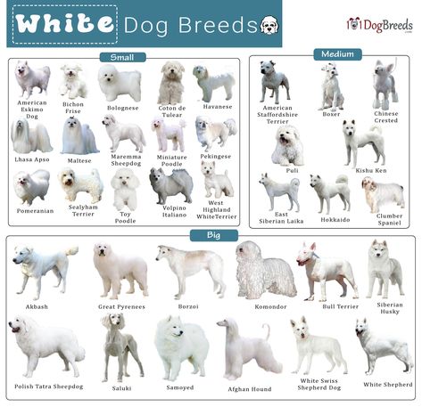 List of Small, Medium, & Big White Dog Breeds With Pictures Elegant Dog Breeds, Dog Breeds Big, Big White Dog, Dog Breeds Chart, White Dog Breeds, Fluffy Dog Breeds, Big Fluffy Dogs, Pure Breed Dogs, Dog Breed Names