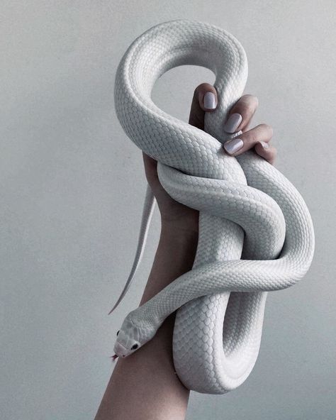 White Snake Aesthetic, Snake Aesthetic, Serpent And Dove, Cool Snakes, Pretty Snakes, Cute Snake, Snake Art, Beautiful Snakes, Pet Snake