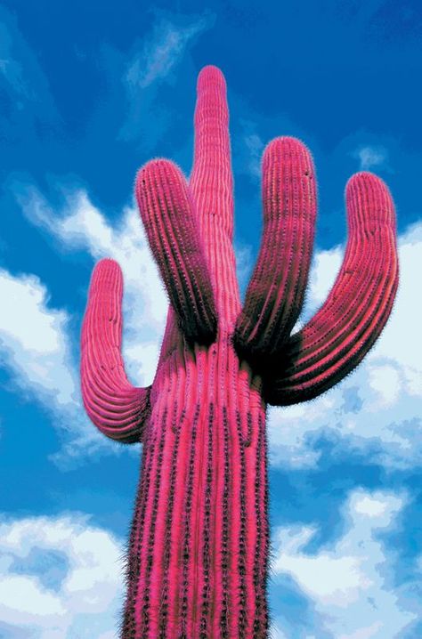 Cactus Mexico, Mexico Cactus, Rainbow Cactus, Pink Cactus, Cactus Seeds, Cactus Planta, Sister Jane, Cactus Art, Saguaro Cactus