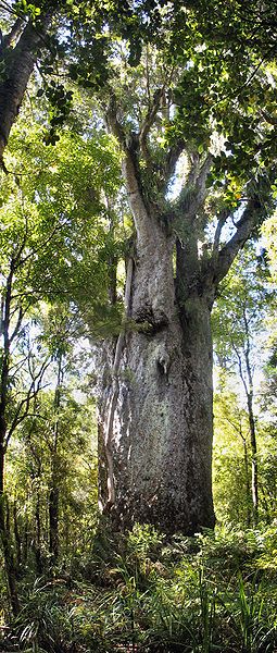 Kauri Tree, White Cloud, Environmental Issues, Ecology, Evolution, New Zealand, Trees, Forest, Plants