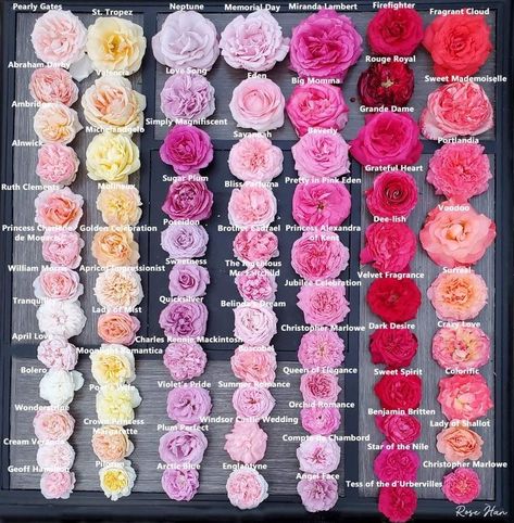 Decor Garden Ideas, Modern Gardening, Peony Colors, Rose Garden Design, Flower Chart, Heirloom Roses, Rose Varieties, Flower Colors, Flower Guide