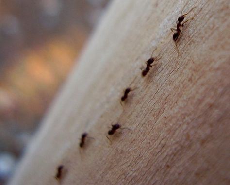 Hey, Little Ant – Use a micro trail to think like an ant. Trail Patterns, Ant Trail, Fall Preschool, Shower Cleaner, Food Source, Nature Design, Adaptation, Ants, Evolution