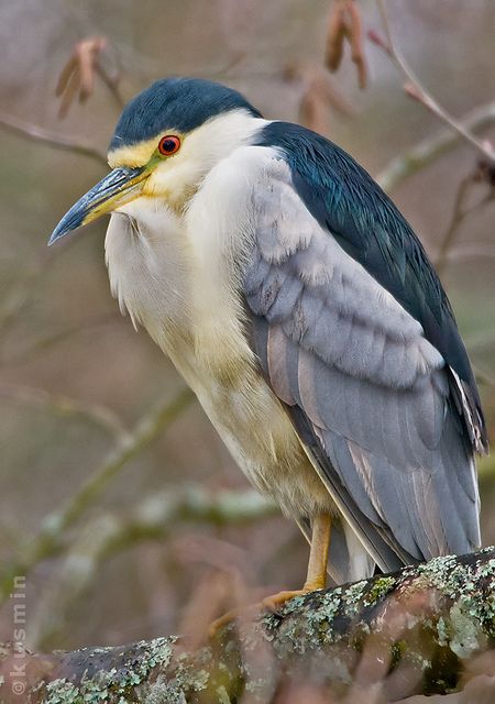 Black-Crowned Night Heron Heron Bird, Night Heron, Big Birds, Alcatraz Island, Water Birds, Bird Sitting, Migratory Birds, Herons, Kinds Of Birds