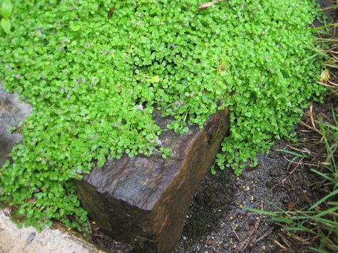 Corsican Mint-Jewel Mint of Corsica Royal Entrance, Corsican Mint, Lawn Alternatives, Growing Vines, Mint Plants, Tiny Plants, Ground Cover Plants, Woodland Garden, Drought Tolerant Plants