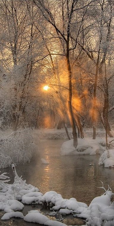 Winter Glow Snow And Trees, Winters Tafereel, Era Victoria, Matka Natura, I Love Winter, Winter Scenery, Winter Beauty, Snow Scenes, Winter Wonder