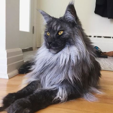 14 Facts You Didn’t Know About Maine Coon Cats - The Paws Grey Cat, Maine Coon, About Us, A Black, Black Cat, Maine, Grey, Green, Black