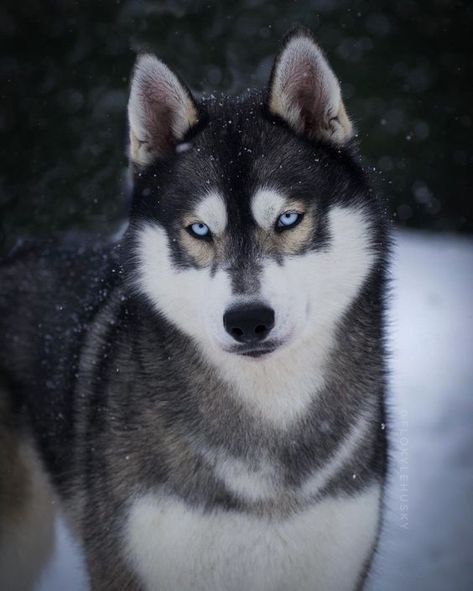 Husky Female, Husky Birthday, Husky Photography, Husky Grooming, Husky Training, Husky Art, Husky With Blue Eyes, Puppy Husky, White Siberian Husky