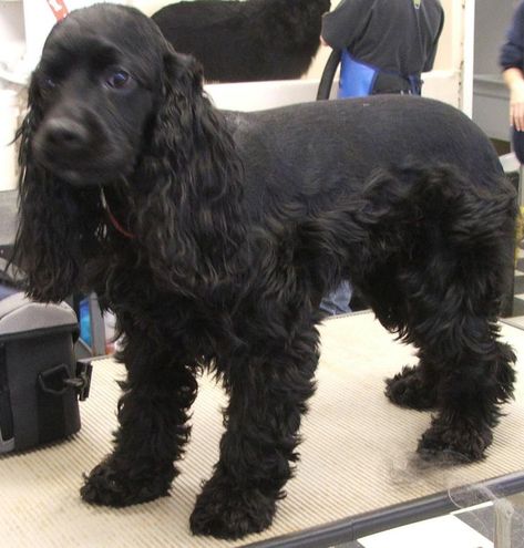 cocker spaniel hair styles | Cocker Spaniel | Pinterest | Cocker ... Cocker Spaniel Haircut, King Charles Cocker Spaniel, Cocker Spaniel Grooming, Black Cocker Spaniel, Spaniel Breeds, Puppy Cut, Dog Haircuts, American Cocker Spaniel, Cocker Spaniel Dog