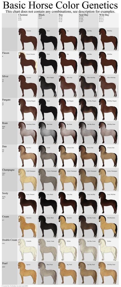 Roan Horse Colors, Horse Coat Patterns, Spirit Der Wilde Mustang, Horse Color Chart, Eye Color Chart, Horse Markings, Horse Coat Colors, Cai Sălbatici, Horse Facts