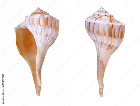 Two view of lightning whelk shell  Stock Photo Whelk Shell, Photo Illustration, Adobe Stock, Free Images, Needlepoint, Shells, Stock Images, Stock Photos, Ceramics