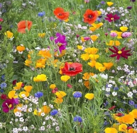 Siberian Wallflower, Candy Tuft, Growing Wildflowers, Wild Flower Meadow, Paper Daisy, Daisy Love, Flower Meadow, Meadow Flowers, Grass Seed