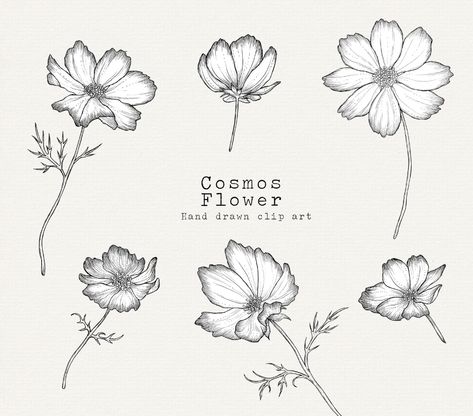 Cosmos Flower Clipart Spring Clipart Floral Clip Art for | Etsy Chocolate Cosmos Flower, Flowers Cosmos, Art For Wedding, Cosmos Tattoo, Flower Tattoo Stencils, Tattoo Mom, Backgrounds Flowers, Stationary Business, Chocolate Cosmos