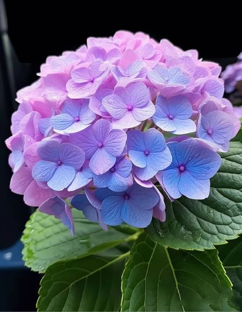 Hydrangeas Art, Blue Hydrangea Flowers, Very Beautiful Flowers, Plants Are Friends, Bamboo Garden, Plant Photography, Flower Art Images, Hydrangea Flower, Flower Art Painting